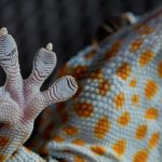 geckskin-large-image