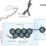 epigenetik