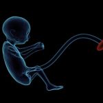 fetus