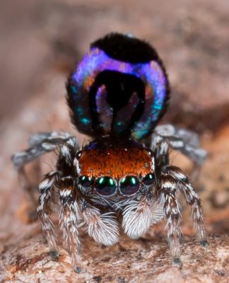 Doğadaki En Küçük Gökkuşağı