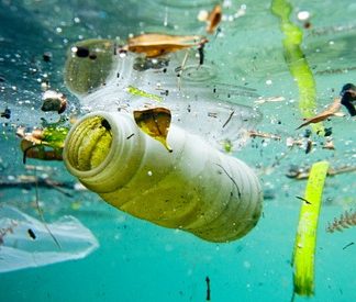 Deniz Canlılarının Sonunu Plastikler Getiriyor