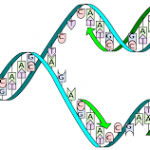 dna-replikasyon