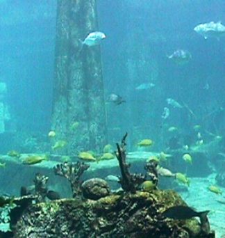 Hiç varolmayan bir kıta: MU