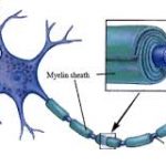 miyelin