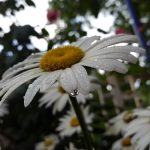 Melâl (#photographedbymuhyettinşentürk)