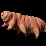 p3-hooper-tardigrades-a-20180324-870×580 (1)