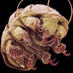 Tardigrade, SEM