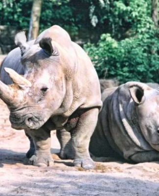 Kuzey Beyaz Gergedanlarının Nesli Kurtarılabilecek Mi?