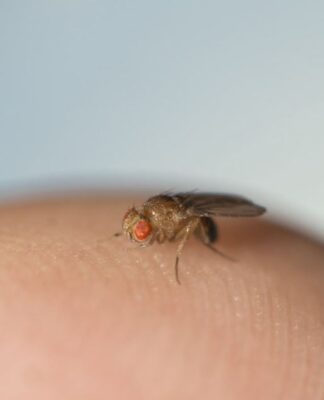 Hücre Çekirdekleri İçin Yeni Bir Sınıflandırma Sistemi Oluşturuldu