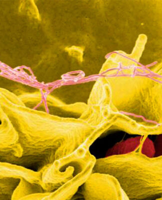 İnsan Hücreleri Bakterileri Parçalayan Sabun Benzeri Bir Madde Üretiyor