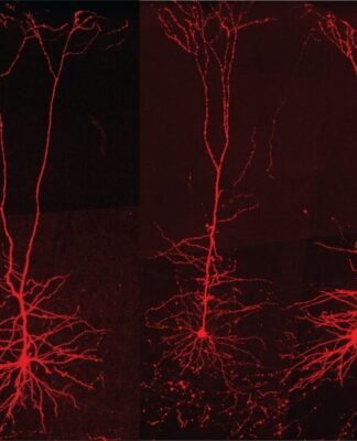 Hareketleri Öğrenme ve Hatırlama