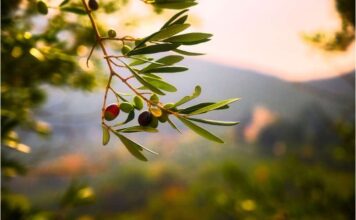 “Sıvı altının” kaynağı olan zeytinlerin sandığımızdan çok daha fazla faydası var